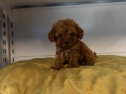 GERÇEK TEA CUP TOY POODLE 