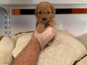 GERÇEK TEA CUP RED TOY POODLE YAVRULARI