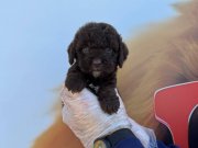 ÖZEL RENK KORE CHOCOLATE BROWNE POODLE YAVRULARIMIZ
