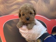 TEA CUP KORE TOY POODLE YAVRULARIMIZ