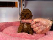 GERÇEK TEA CUP KORE RED BROWNE POODLE BEBEĞİMİZ