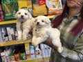 Export Lisanslı Kar Beyaz Maltese Terrier Yavruları 