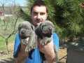 SHOW KALİTE BLUE CANE CORSO YAVRULARI