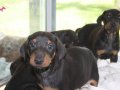 SHOW KAlİTE KİNG DOBERMAN YAVRULARI MAĞAZAMIZDA 