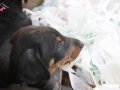 SHOW KAlİTE KİNG DOBERMAN YAVRULARI MAĞAZAMIZDA 