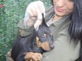 SHOW KAlİTE KİNG DOBERMAN YAVRULARI MAĞAZAMIZDA 