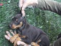 SHOW KAlİTE KİNG DOBERMAN YAVRULARI MAĞAZAMIZDA 