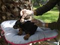 SHOW KAlİTE KİNG DOBERMAN YAVRULARI MAĞAZAMIZDA 