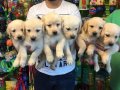 SATILIK SHOW KALİTE LABRADOR YAVRULARI