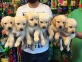 SATILIK SHOW KALİTE LABRADOR YAVRULARI