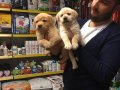 SATILIK SHOW KALİTE LABRADOR YAVRULARI