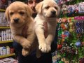SATILIK SHOW KALİTE LABRADOR YAVRULARI