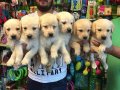 SATILIK SHOW KALİTE LABRADOR YAVRULARI