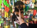 Show Kalite Macar Rotweiller Yavruları 