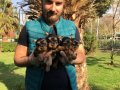Mini Tea Cup Süper Kalite Yorkshire Terrier Yavruları
