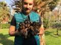 Mini Tea Cup Süper Kalite Yorkshire Terrier Yavruları