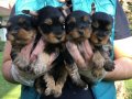 Mini Tea Cup Süper Kalite Yorkshire Terrier Yavruları