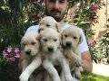 Baby Face Çok Özel Golden Retriever Yavrular Mağazamızda