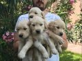 Baby Face Çok Özel Golden Retriever Yavrular Mağazamızda