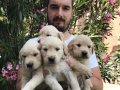 Baby Face Çok Özel Golden Retriever Yavrular Mağazamızda