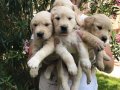 Baby Face Çok Özel Golden Retriever Yavrular Mağazamızda