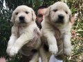 Baby Face Çok Özel Golden Retriever Yavrular Mağazamızda