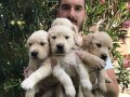 Baby Face Çok Özel Golden Retriever Yavrular Mağazamızda