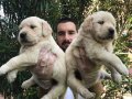 Baby Face Çok Özel Golden Retriever Yavrular Mağazamızda
