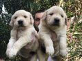 Baby Face Çok Özel Golden Retriever Yavrular Mağazamızda