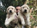 Baby Face Çok Özel Golden Retriever Yavrular Mağazamızda