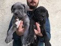 SHOW KALİTE CANE CORSO YAVRULARI