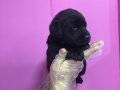 SATILIK BLACK LABRADOR YAVRULAR