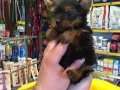 Mini Tea Cup Yorkshire Terrier Yavrularımız