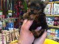 Mini Tea Cup Yorkshire Terrier Yavrularımız
