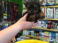 Mini Tea Cup Yorkshire Terrier Yavrularımız