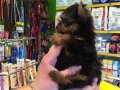 Mini Tea Cup Yorkshire Terrier Yavrularımız