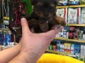 Mini Tea Cup Yorkshire Terrier Yavrularımız