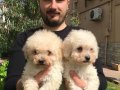 Özel Irk Toy Poodle Yavrular Mağazamızda 