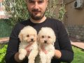 Özel Irk Toy Poodle Yavrular Mağazamızda 