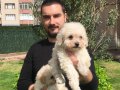 Özel Irk Toy Poodle Yavrular Mağazamızda 