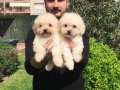 Özel Irk Toy Poodle Yavrular Mağazamızda 