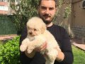 Özel Irk Toy Poodle Yavrular Mağazamızda 