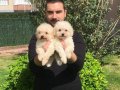 Özel Irk Toy Poodle Yavrular Mağazamızda 