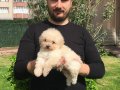 Özel Irk Toy Poodle Yavrular Mağazamızda 