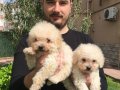 Özel Irk Toy Poodle Yavrular Mağazamızda 