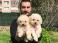 Özel Irk Toy Poodle Yavrular Mağazamızda 