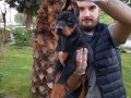 Show Kalite King Doberman Yavrular Mağazamızda