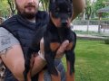 Show Kalite King Doberman Yavrular Mağazamızda