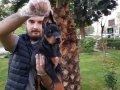 Show Kalite King Doberman Yavrular Mağazamızda