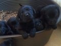 Satılık Black Labrador Retriever Yavruları 